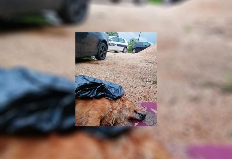 Ilustracija članka: Ledinac: Otrovali joj dva psa ispred kuće, nudi novčanu nagradu za informacije