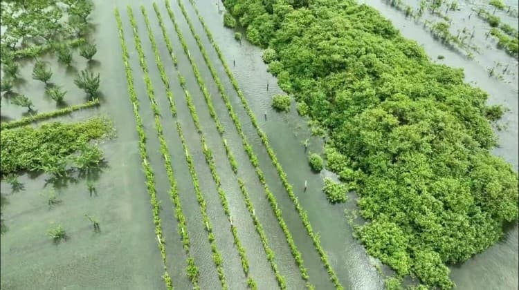 Ilustracija članka: Katastrofa u Vrgorcu, poljoprivrednici ostali bez svega