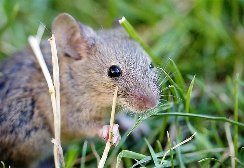 Ilustracija članka: Mišja groznica hara u RS-u: Jedna osoba preminula, dvije na liječenju