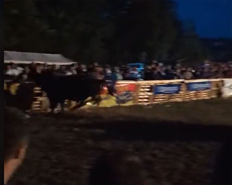 Ilustracija članka: Bik “utrčao” među publiku na koridi u Batinu