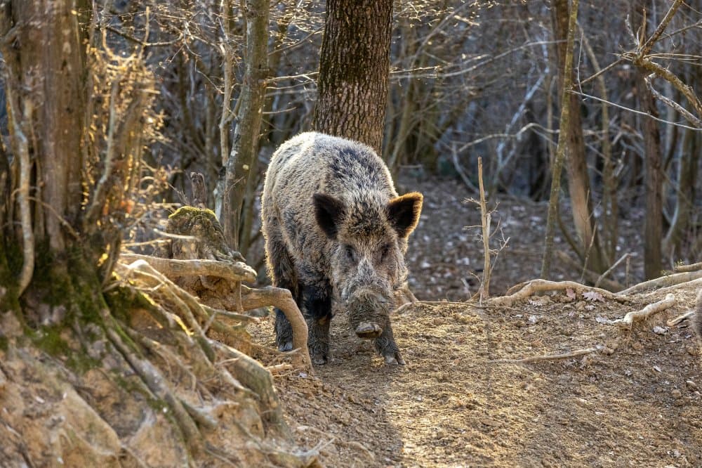 Ilustracija članka: U Hercegovini afrička kuga prešla na divlje svinje