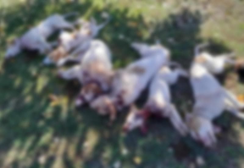 Ilustracija članka: Široki Brijeg – Tužiteljstvo se uključuje u istragu zbog ubijenih pasa