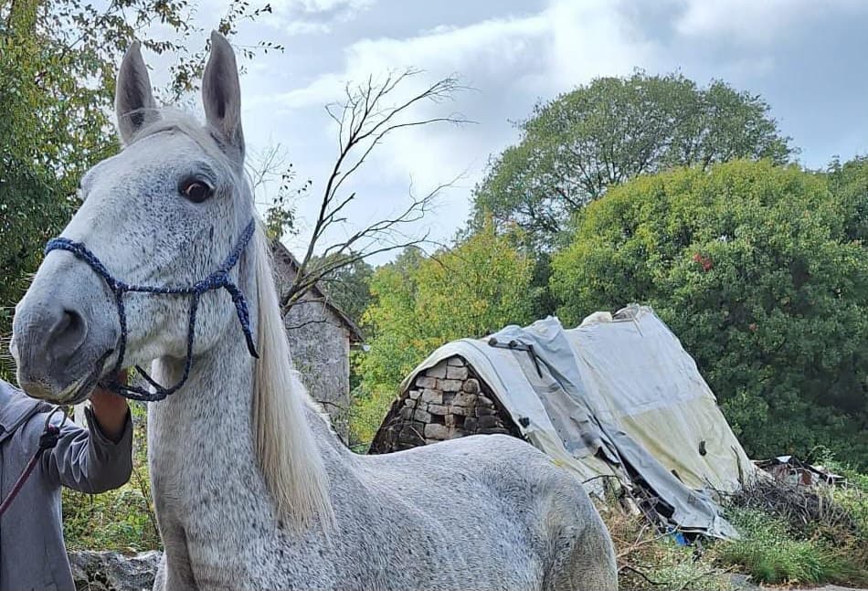 Ilustracija članka: Na području Gruda izgubljena kobila