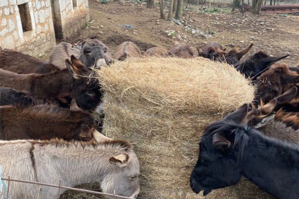 Ilustracija članka: VIDEO Životinjsko carstvo i farma magaraca Ante Grizelja – proizvodi mlijeko i uživa u svom poslu