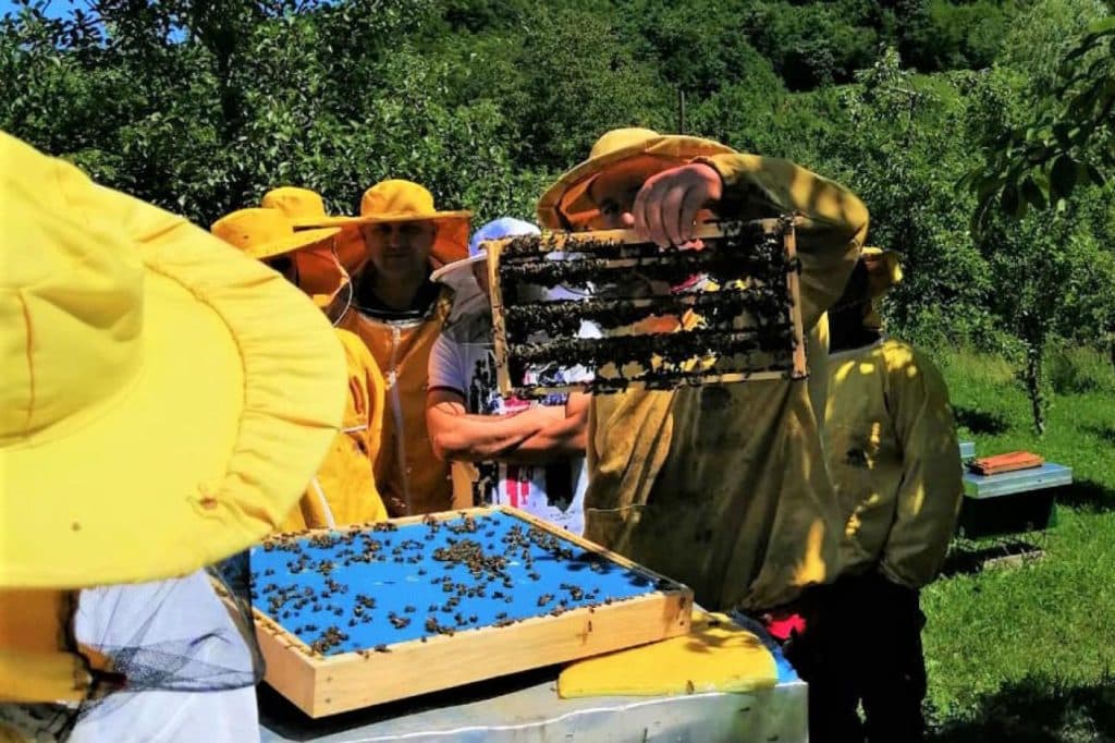 Ilustracija članka: Što pčelari u Federaciji očekuju od novog zakona