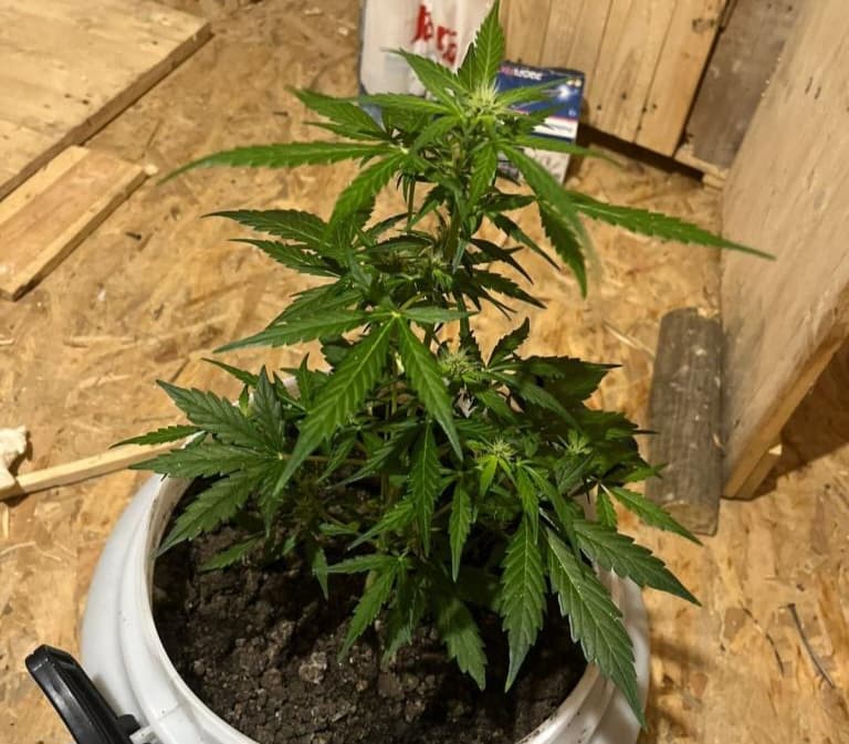 Ilustracija članka: Kod 20-godišnjaka iz Posušja pronašli laboratorij za uzgoj marihuane