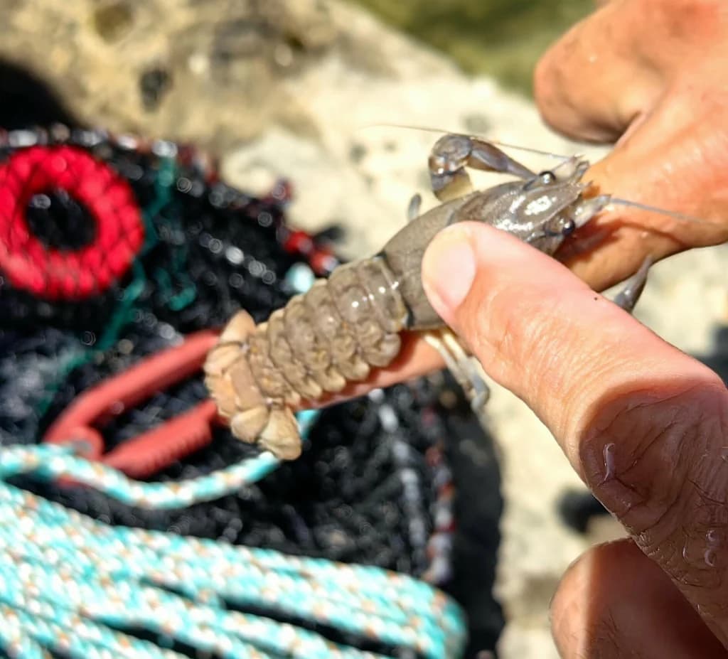 Ilustracija članka: U skrovitom dijelu Imotske krajine pronađena zaboravljena životinjska vrsta