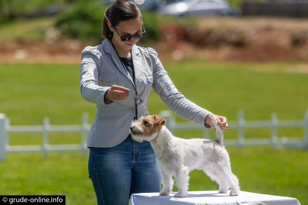 Ilustracija članka: NAJAVA: Revija pasa u Širokom Brijegu