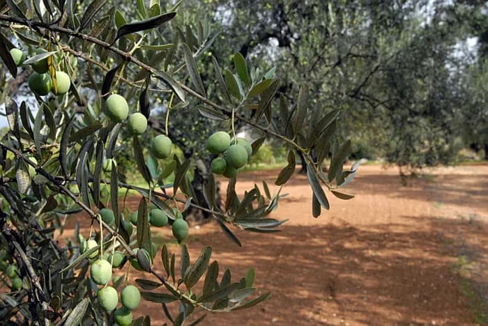 Ilustracija članka: Talijanski stručnjak Michele Tucci predaje o maslinarstvu u Neumu