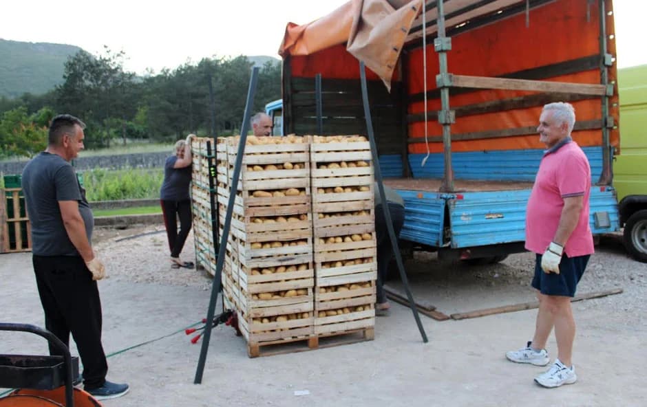 Ilustracija članka: Počeo izvoz krumpira iz Hercegovine, ovo mu je otkupna cijena