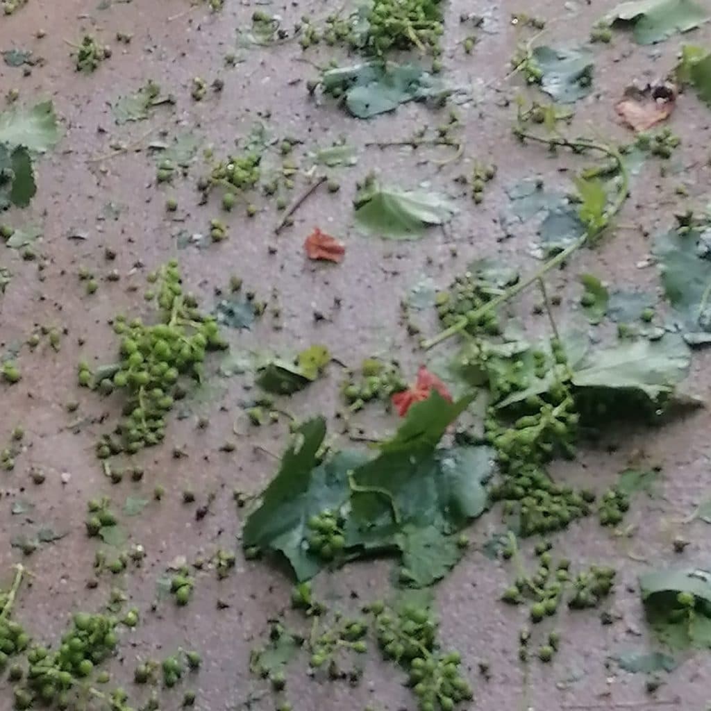 Ilustracija članka: Općina Grude proglasila stanje prirodne nepogode