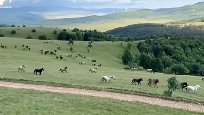 Ilustracija članka: Snimka predivnih divljih konja u Hercegovini ostavlja bez daha