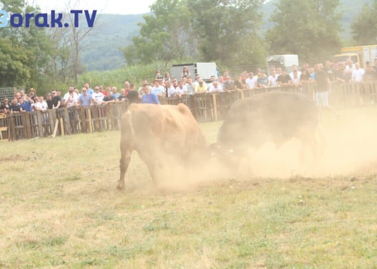 VIDEO I U Posušju bik uletio u publiku: Zavladala je opća panika