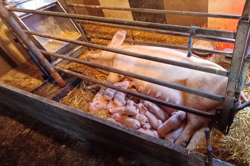 Ilustracija članka: Rekord u Posušju – prasica na svijet donijela 26 mladih