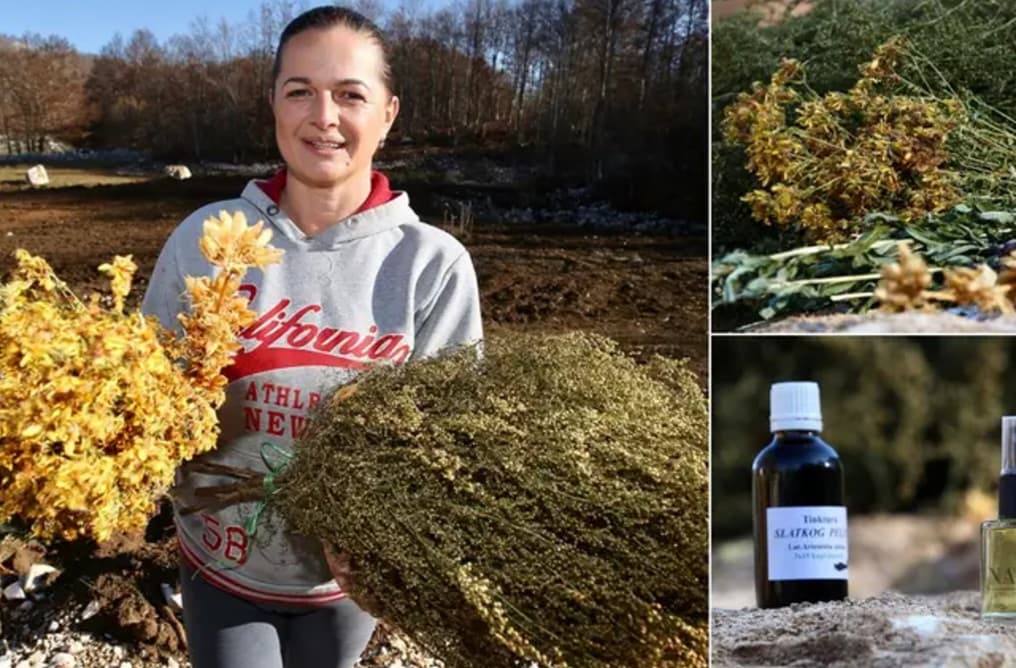 Ilustracija članka: Mlada Hercegovka kod Posušja uzgaja zaboravljenu biljku, pomože kod tumora i za podizanja imuniteta