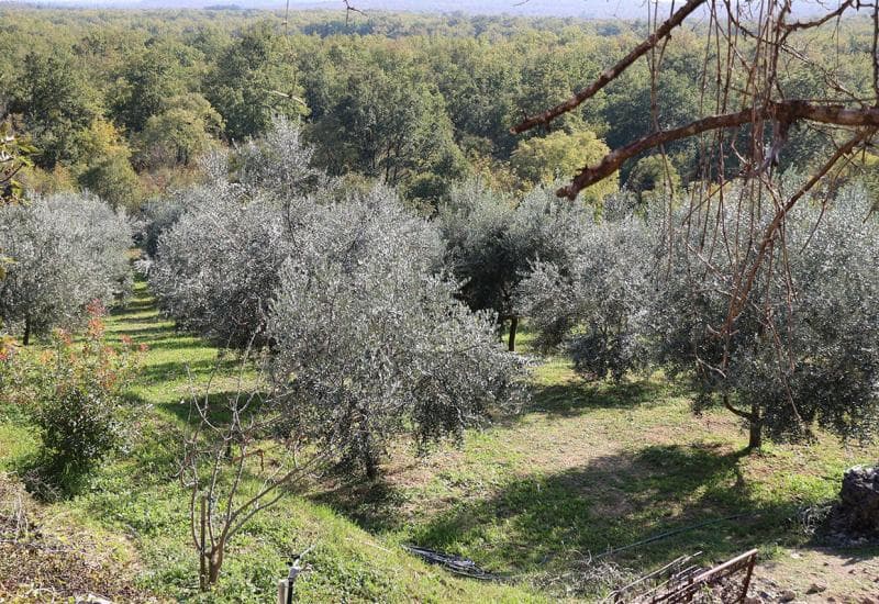 Ilustracija članka: Rekordna godina po urodu maslina u Hercegovini