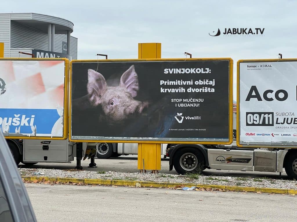 Ilustracija članka: Kampanja protiv svinjokolje u Hercegovini