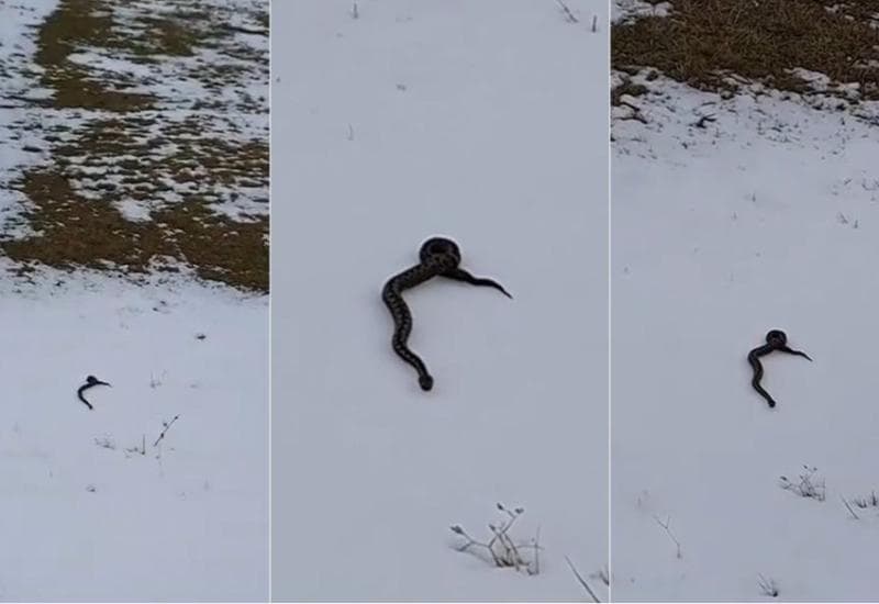 Ilustracija članka: Tomislavgrad: Zmija na snijegu izazvala iznenađenje