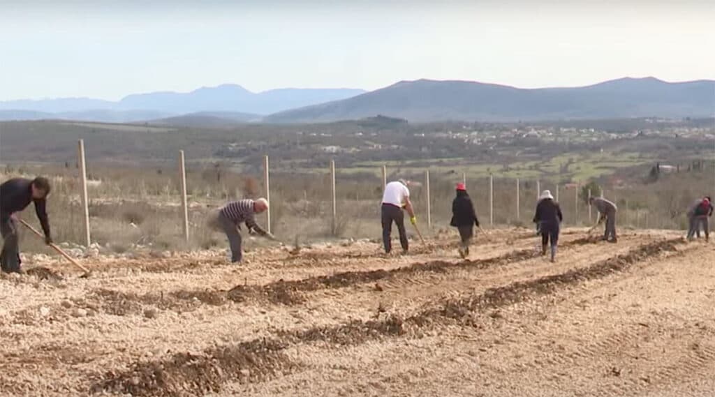 Ilustracija članka: U srcu hercegovačkog vinogradarstva posađeno 30 tisuća novih loza
