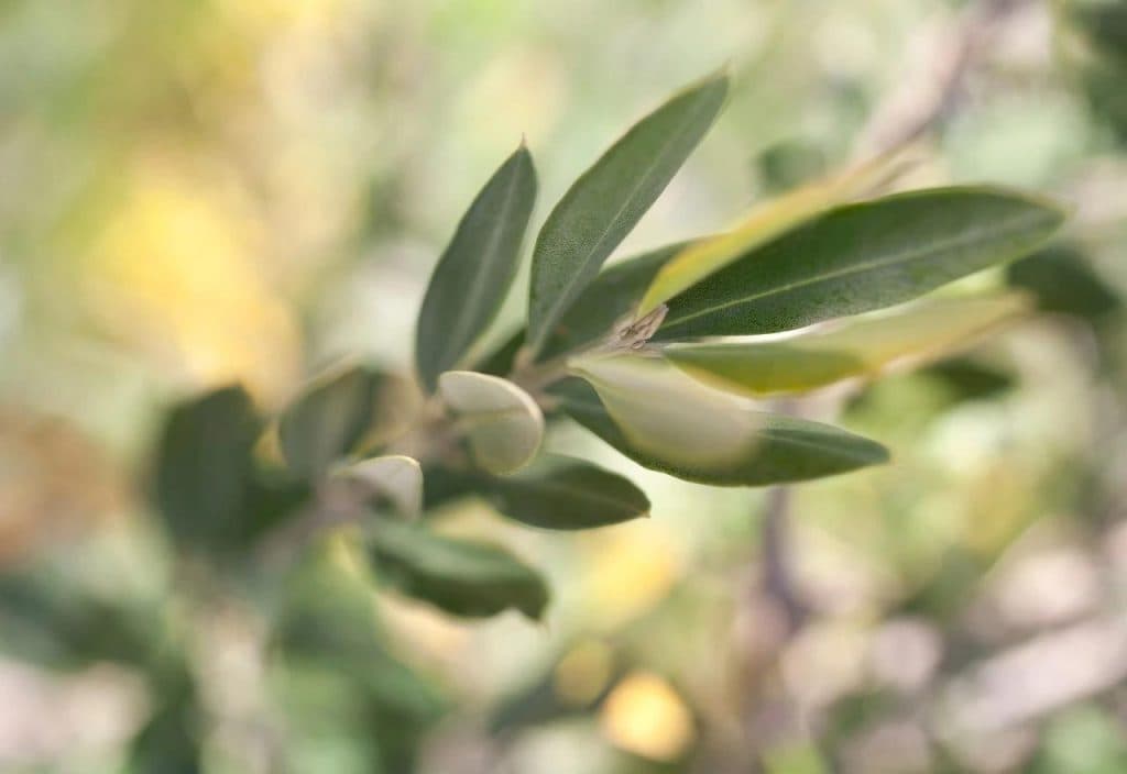 Ilustracija članka: Cvjetnica – Nedjelja Muke Gospodnje