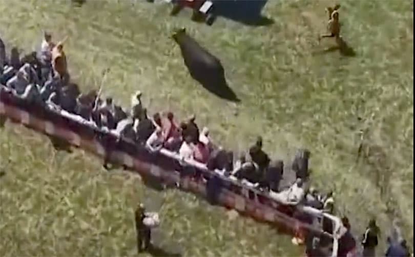 Incident na koridi u BiH: Bikovi pobjegli u publiku, nastala panika (VIDEO)