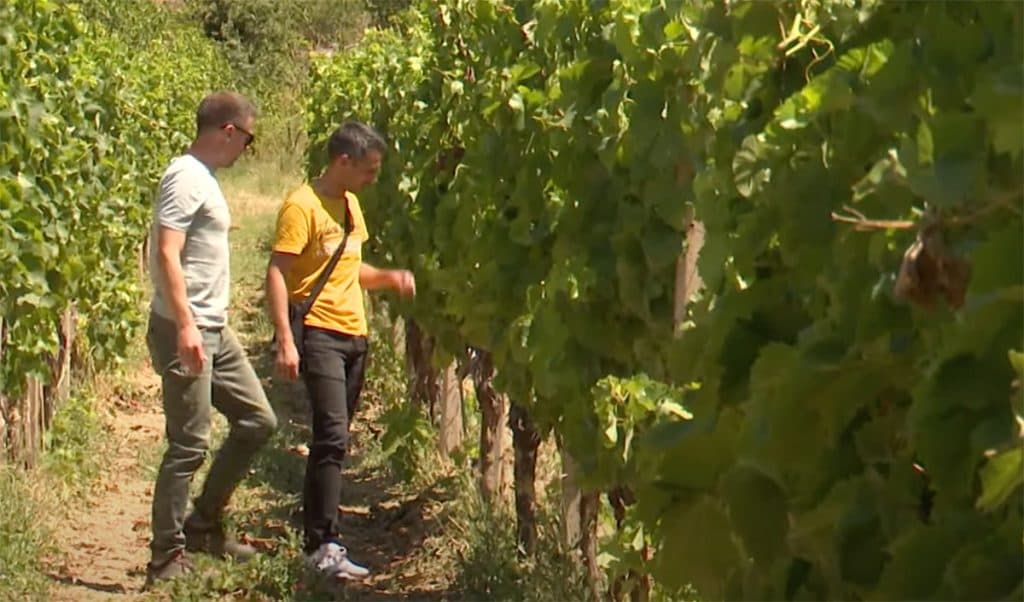 Ilustracija članka: Poljoprivrednici u Hercegovini na mukama zbog suše