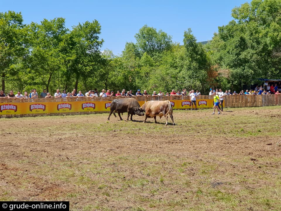 Ilustracija članka: NAJAVA: Borbe bikova i ove godine u Gorici