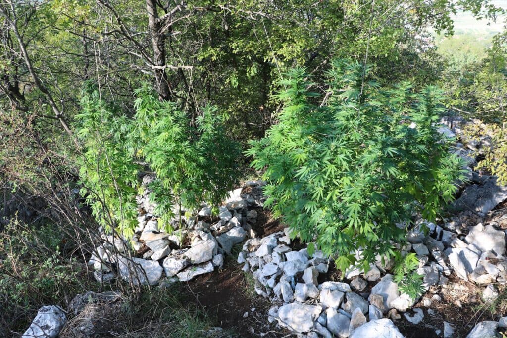 Ilustracija članka: Imotski: Pronađene dvije plantaže i više od kilograma marihuane