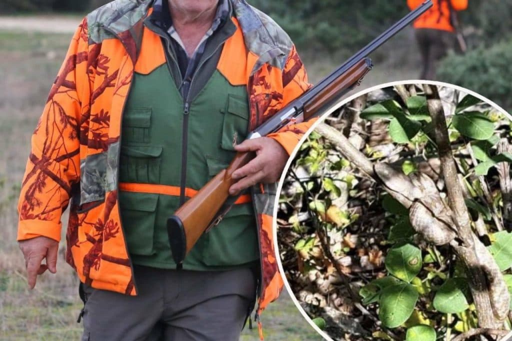 Ilustracija članka: Lovci iz Zagvozda prekinuli lov zbog najezde poskoka: “Nikad nisam vidio toliko zmija na jednom mjestu”