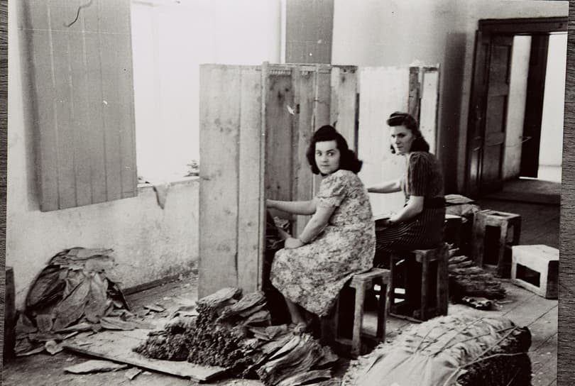 Ilustracija članka: Hercegovački duhan: Simbol truda koji je država pretvorila u pljačku