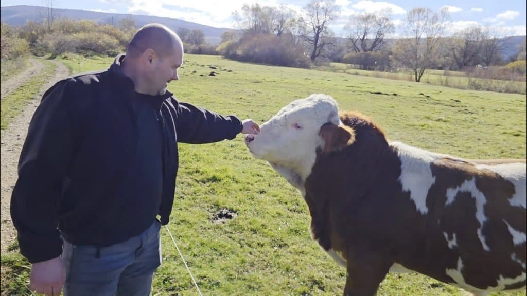 Ilustracija članka: Ivica iz Rakitna dokaz je da se od stočarstva itekako može živjeti