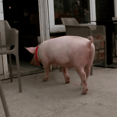 Ilustracija članka: Kako se prasac Gucci vratio kući iz Imotskog? “Bilo je kao u nekom filmu”