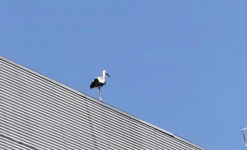 Ilustracija članka: Nesvakidašnji gost iznenadio Gruđane