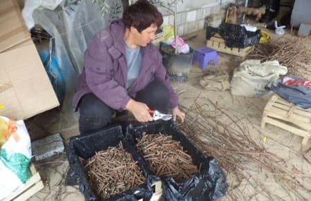 Ilustracija članka: U Hercegovini najtraženije sadnice trešnje