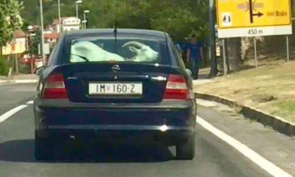 Ilustracija članka: Oči vas ne varaju, u autu ovog Imoćanina je stvarno koza