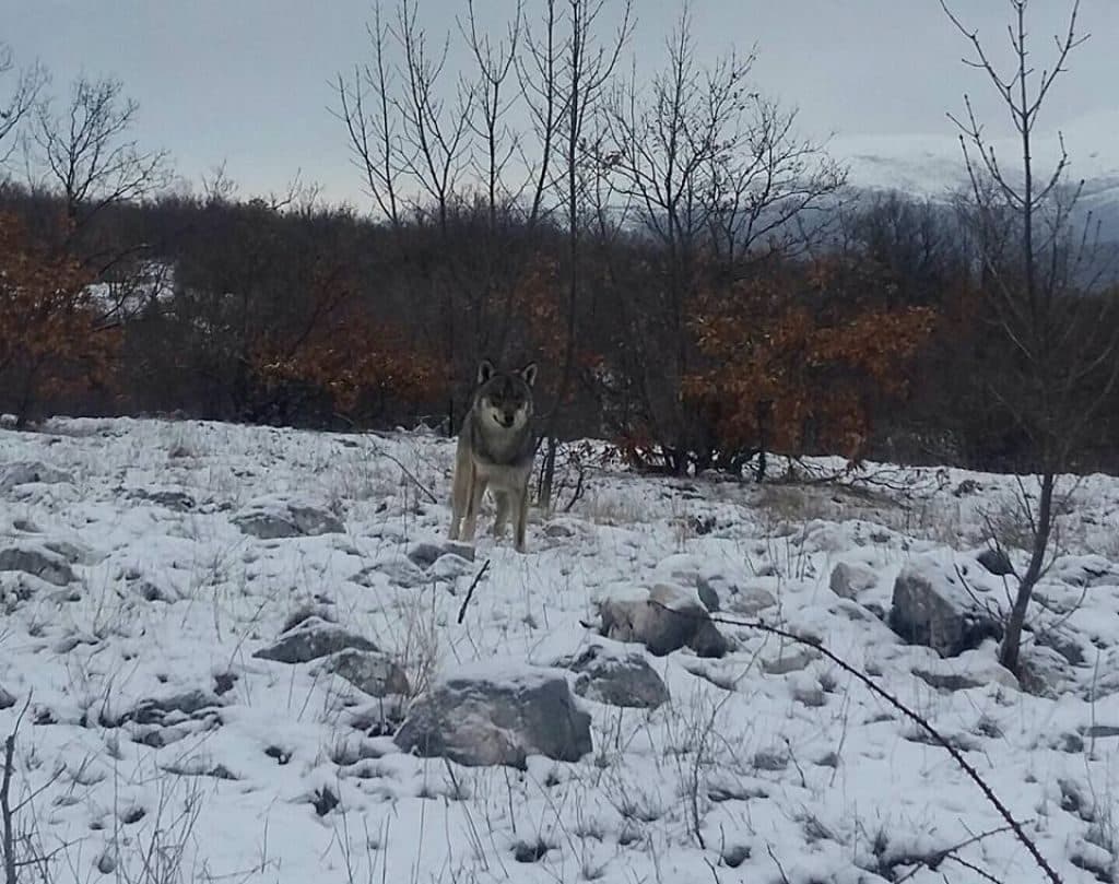 Ilustracija članka: FOTO/VIDEO: Bliski susret s vukom u Tomislavgradu