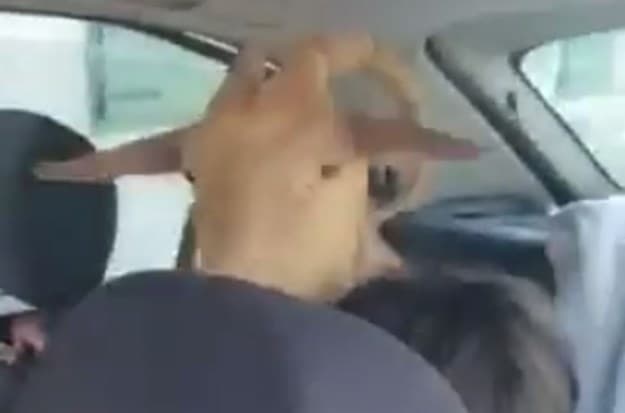 Ilustracija članka: VIDEO: Imoćanka dobila kozu pa je strpala u auto: “Ivane, zatvori vrata, uteći će mi”