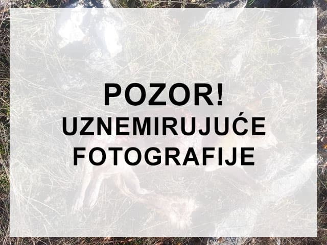 Ilustracija članka: Grude: Vuk zaklao psa ispred obiteljske kuće (FOTO)