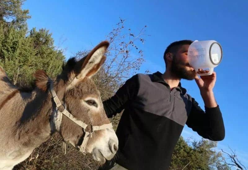 Ilustracija članka: Magareće mlijeko super hrana i medikament