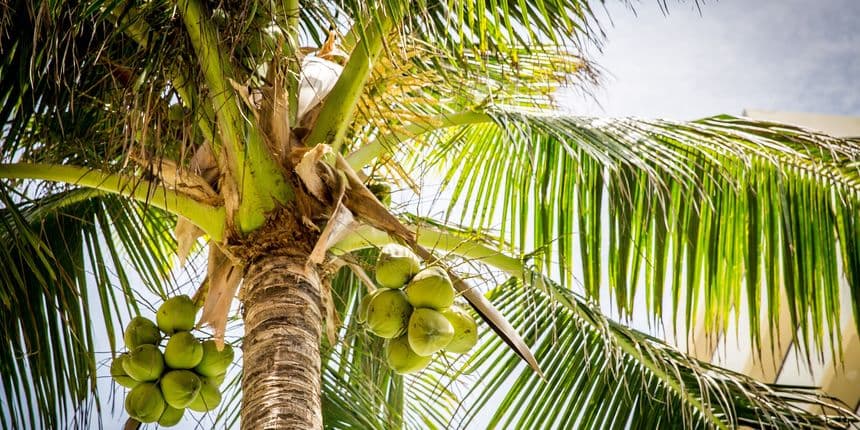 Ilustracija članka: Bosanac u šoku: U Trpnju naplaćuju hlad palme 50 kuna