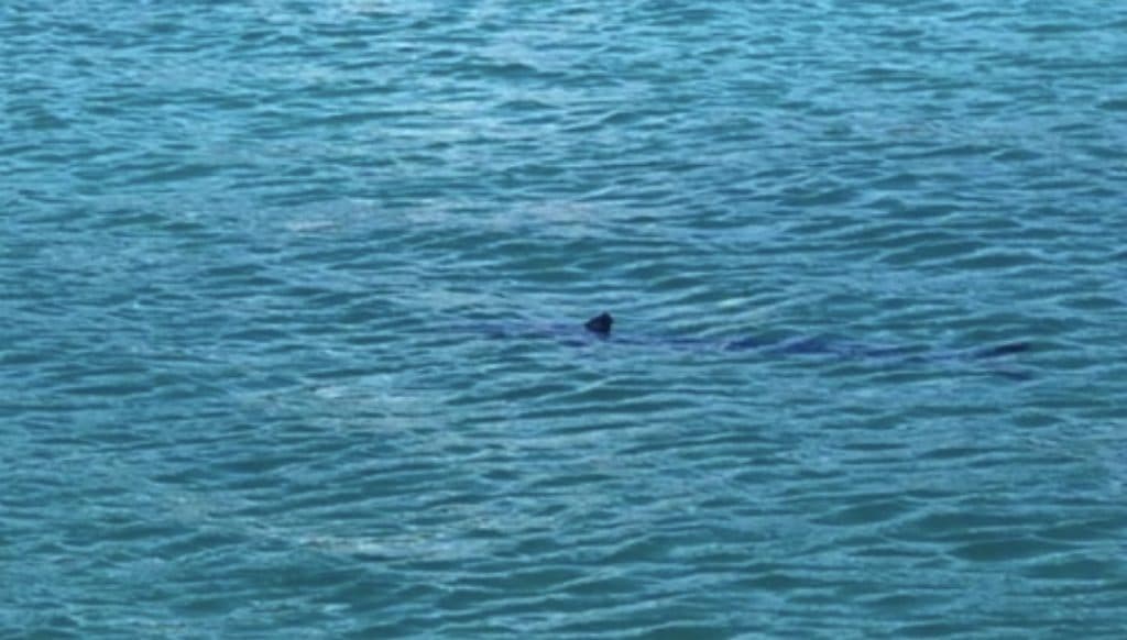 Ilustracija članka: VIDEO Na plaži u Dubrovniku snimljen morski pas. Ljudi u strahu, stigla policija