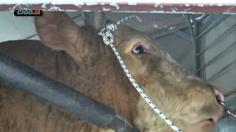 Ilustracija članka: Mladom Ljubušaku otac i brat poklonili bika