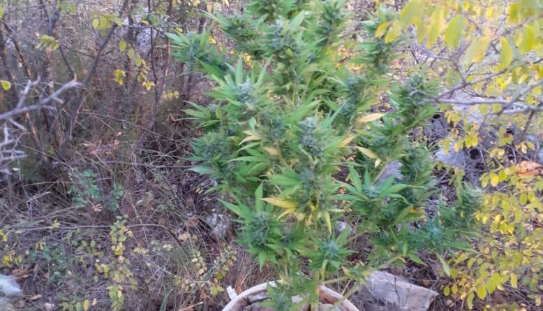 Ilustracija članka: Mladi Imoćanin zatečen u zalijevanju stabljika indijske konoplje