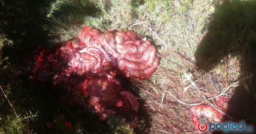 Ilustracija članka: BLIDINJE: Krivolovci ostavlju leševe životinja blizu kuća, situacija na rubu oružanog incidenta