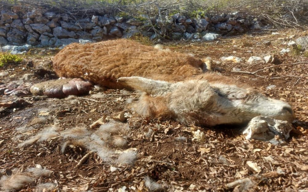 Ilustracija članka: Vukovi zaklali magarce u Gornjoj Vitini, prvi put da su došli tako blizu kuće