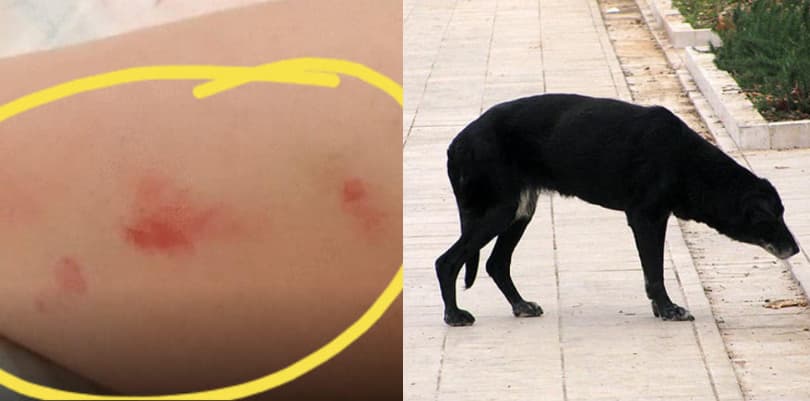 Ilustracija članka: Mostar: Čopor pasa lutalica napao i ozlijedio studenticu