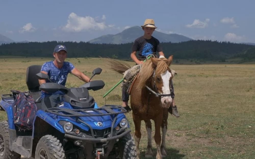Ilustracija članka: KUPRES: Otac i sin čuvaju najviše krava u BiH, otkrili su koliko zarađuju