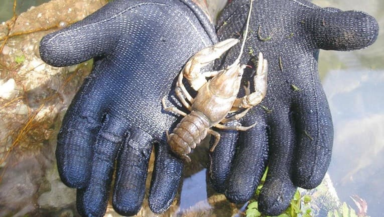 Ilustracija članka: Švercao više od 35 kilograma riječnih rakova, zaustavljen je kod Imotskog