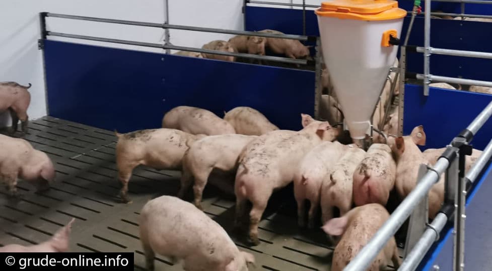 Ilustracija članka: Katastrofalne posljedice zbog afričke kuge