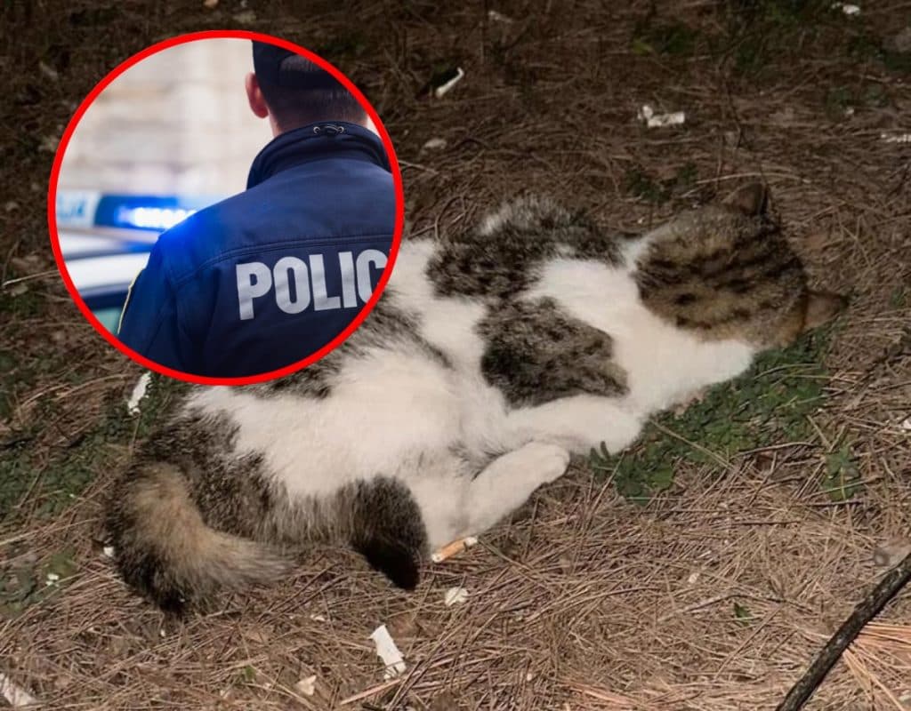 Ilustracija članka: Policija kazneno prijavila maturanta iz Imotskog koji je zlostavljao i ubio mačku ispred škole